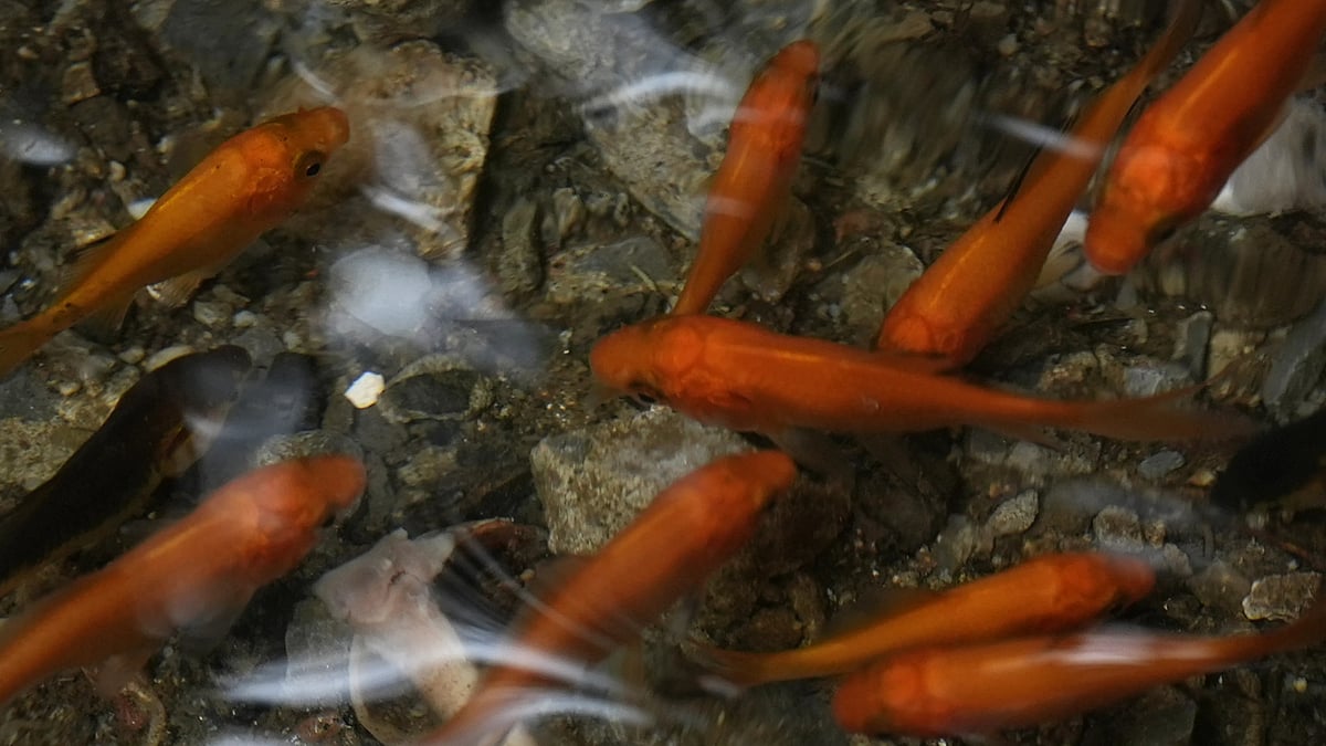 AP : Fishes swimming in the puddle aquarium.